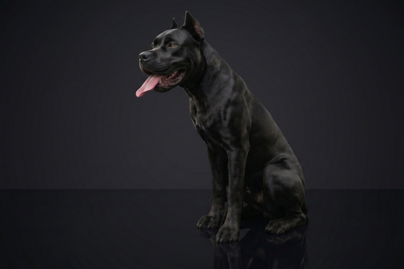 Cane Corso Dam